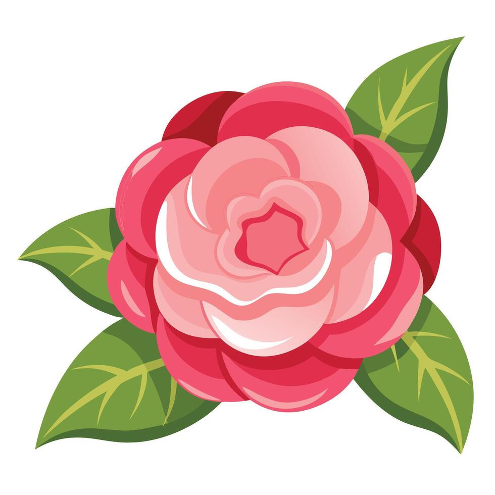 Decorative Pink Camellia Flower with Green Leaves on a White Background vector