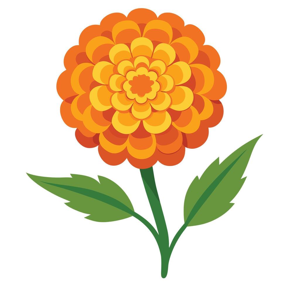 Stylized Orange Zinnia Flower with Stem and Leaves on White Background vector
