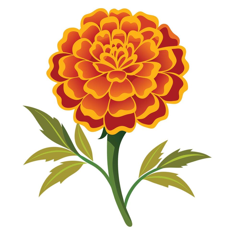 Marigold Flower with Leaves, Colorful Blossom on White Background vector