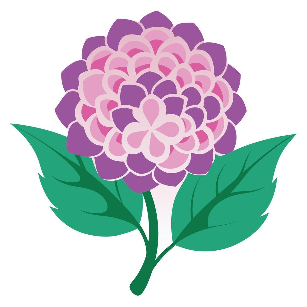 Isolated Flat Design Style Blooming Hydrangea with Purple Petals on White Background vector