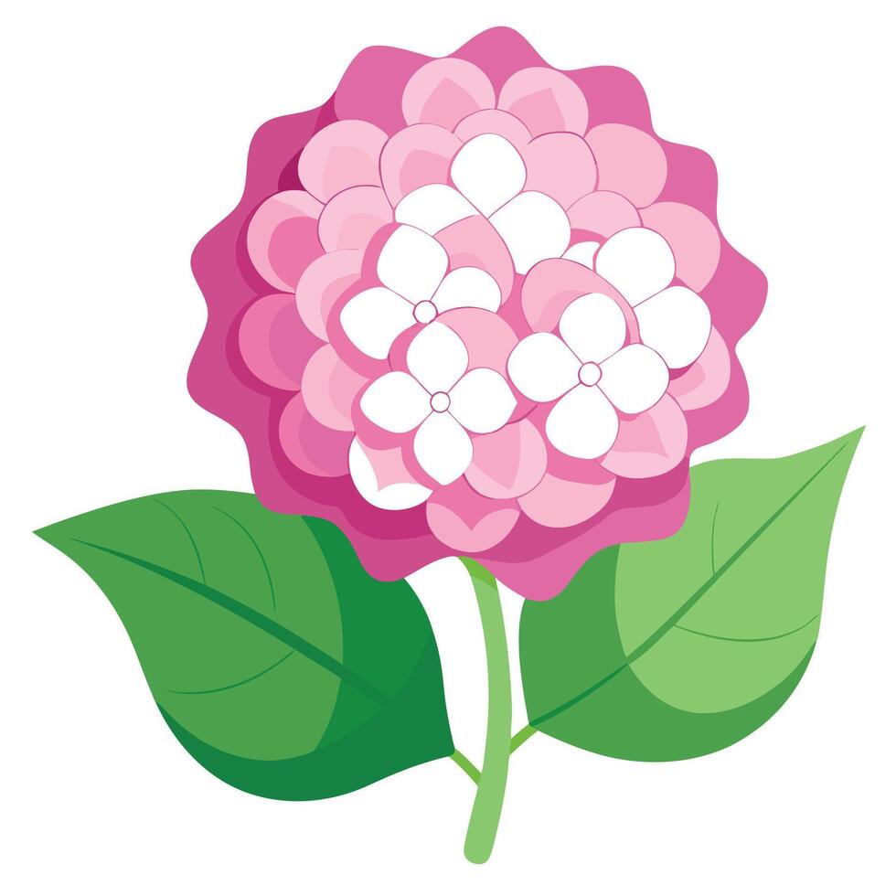 Stylized Pink Hydrangea Flower with Green Leaves on a White Background vector