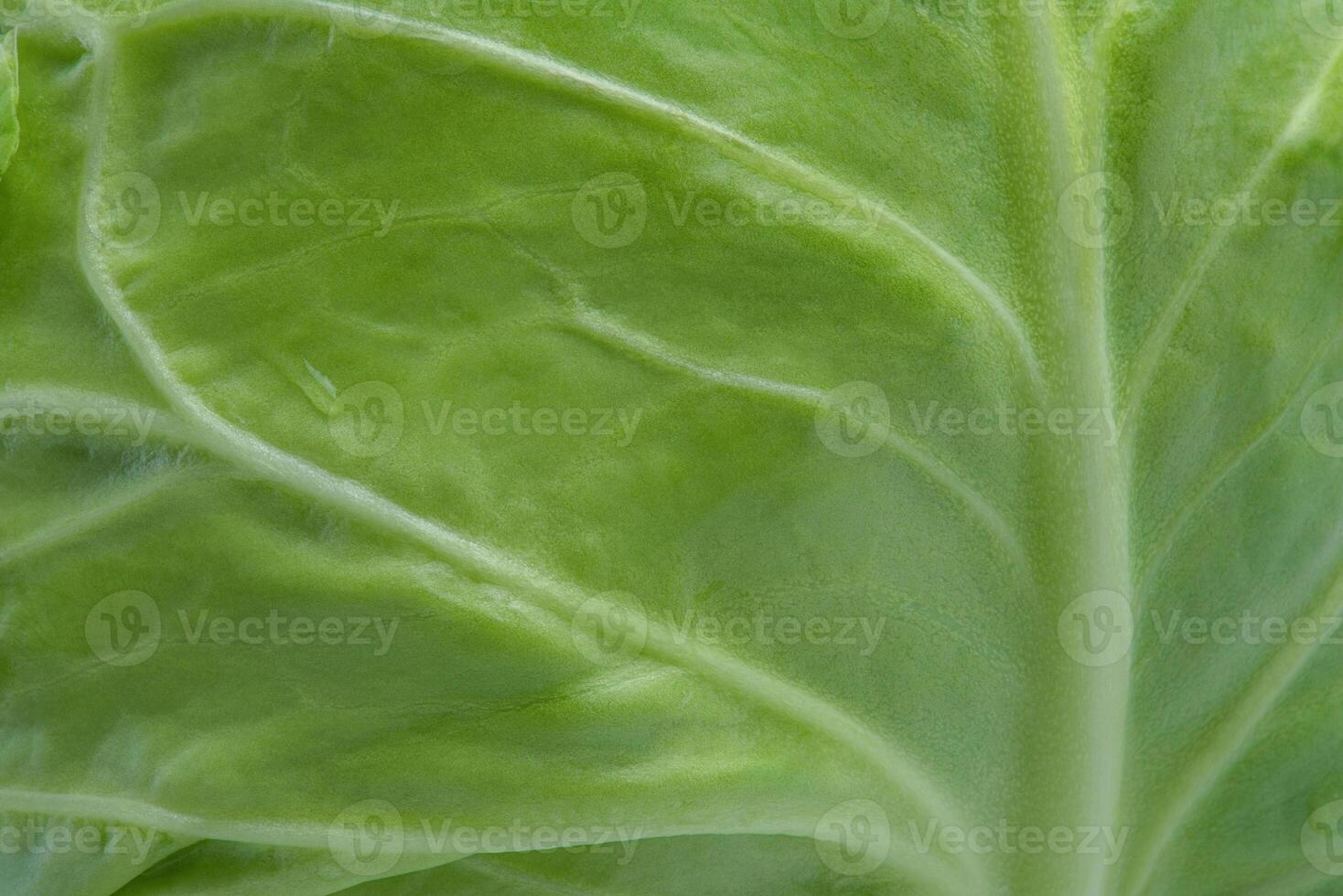 Background cabbage macro photo. Food as a texture background. Healthy food photo