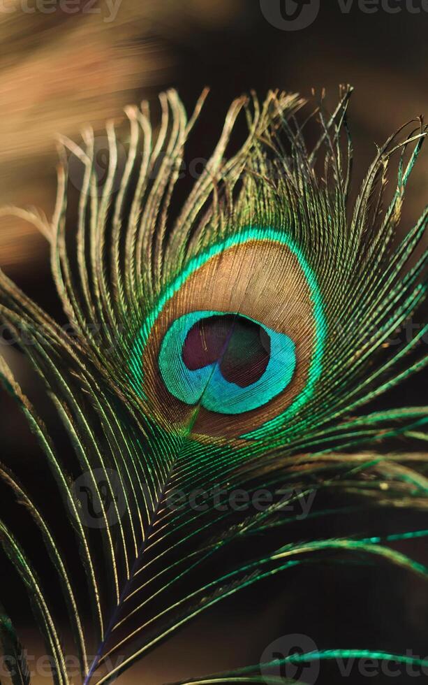 A vibrant peacock feather displays a striking pattern with rich blues, greens, and browns, creating a mesmerizing eye-like effect photo