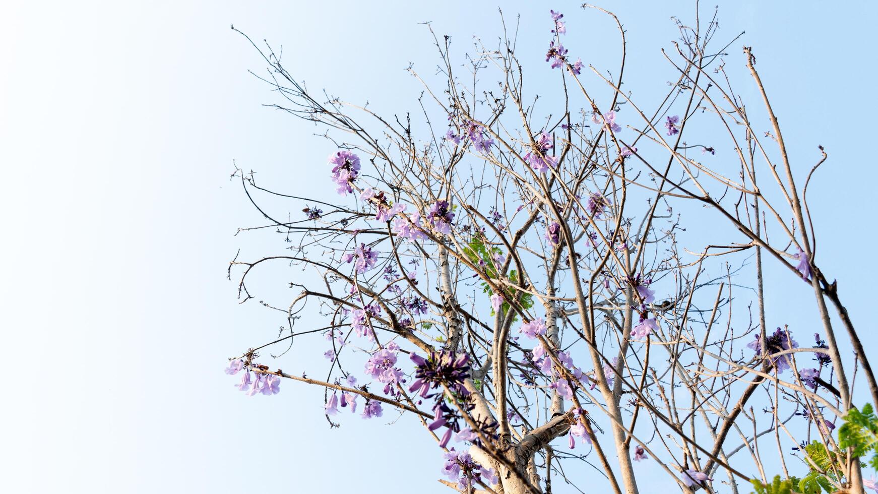 1.Jacaranda obtusifolia purple flowers grow in clusters at the tips of the branches. background blurred of branch and green leaves. photo