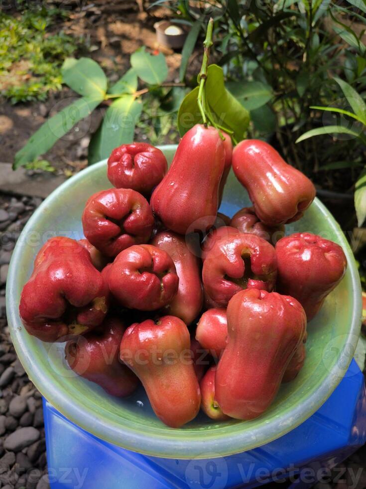 Harvesting Water Apple or Syzygium aqueum from green garden photo