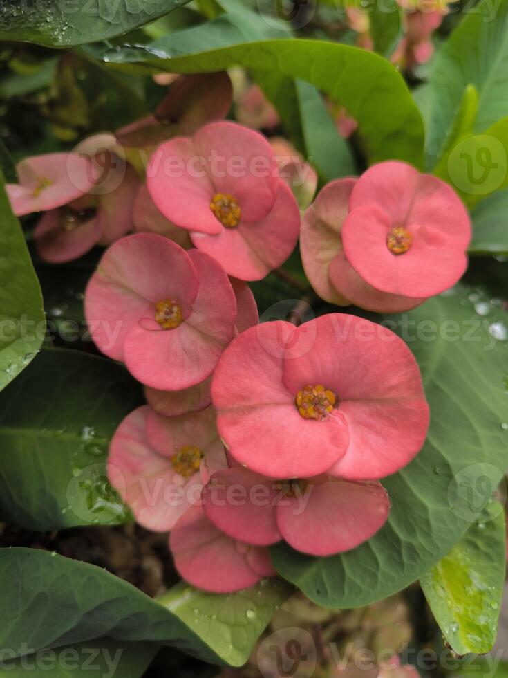 Euphorbia milii or crown of thorns or Christ plant or Christ's thorn is a flowering plant originating from Madagascar, widely cultivated as an ornamental plant or hedge plant in Indonesia. photo