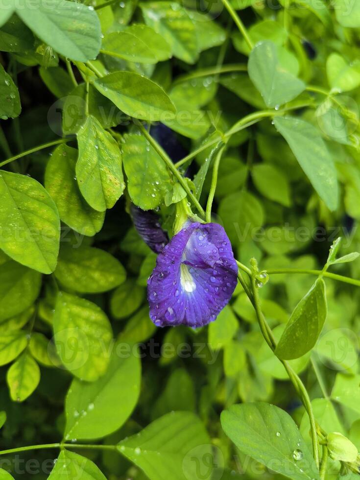 Clitoria ternatea or Butterfly pea or telang flowers can be made into a tea drink which is beneficial for health photo