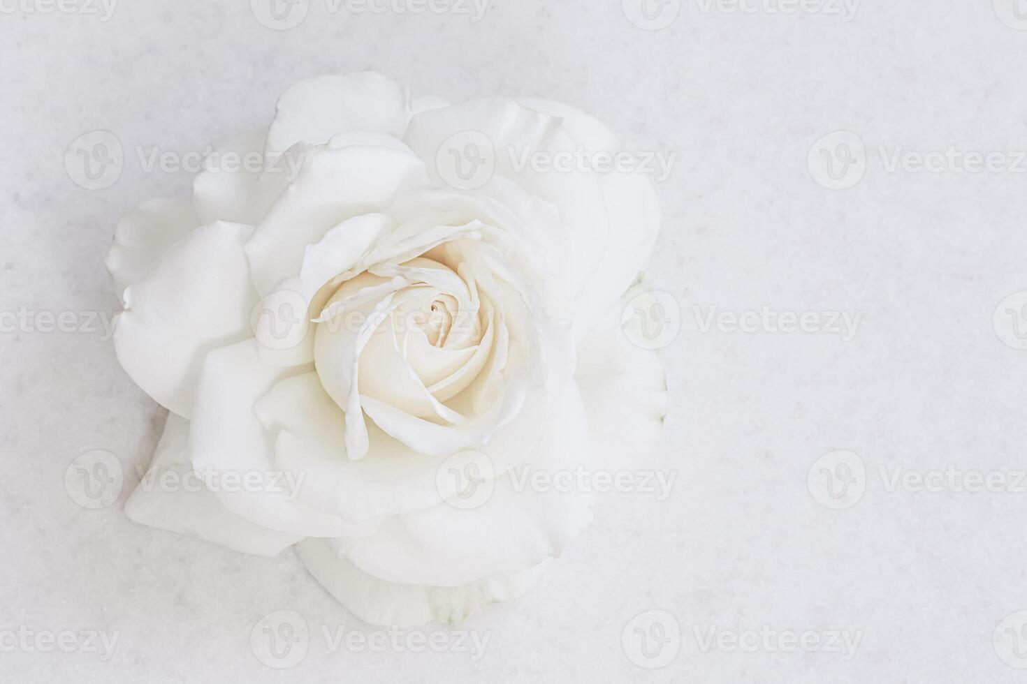 Beautiful white rose and petals on white background. Ideal for greeting cards for wedding, birthday, Valentine's Day, Mother's Day photo