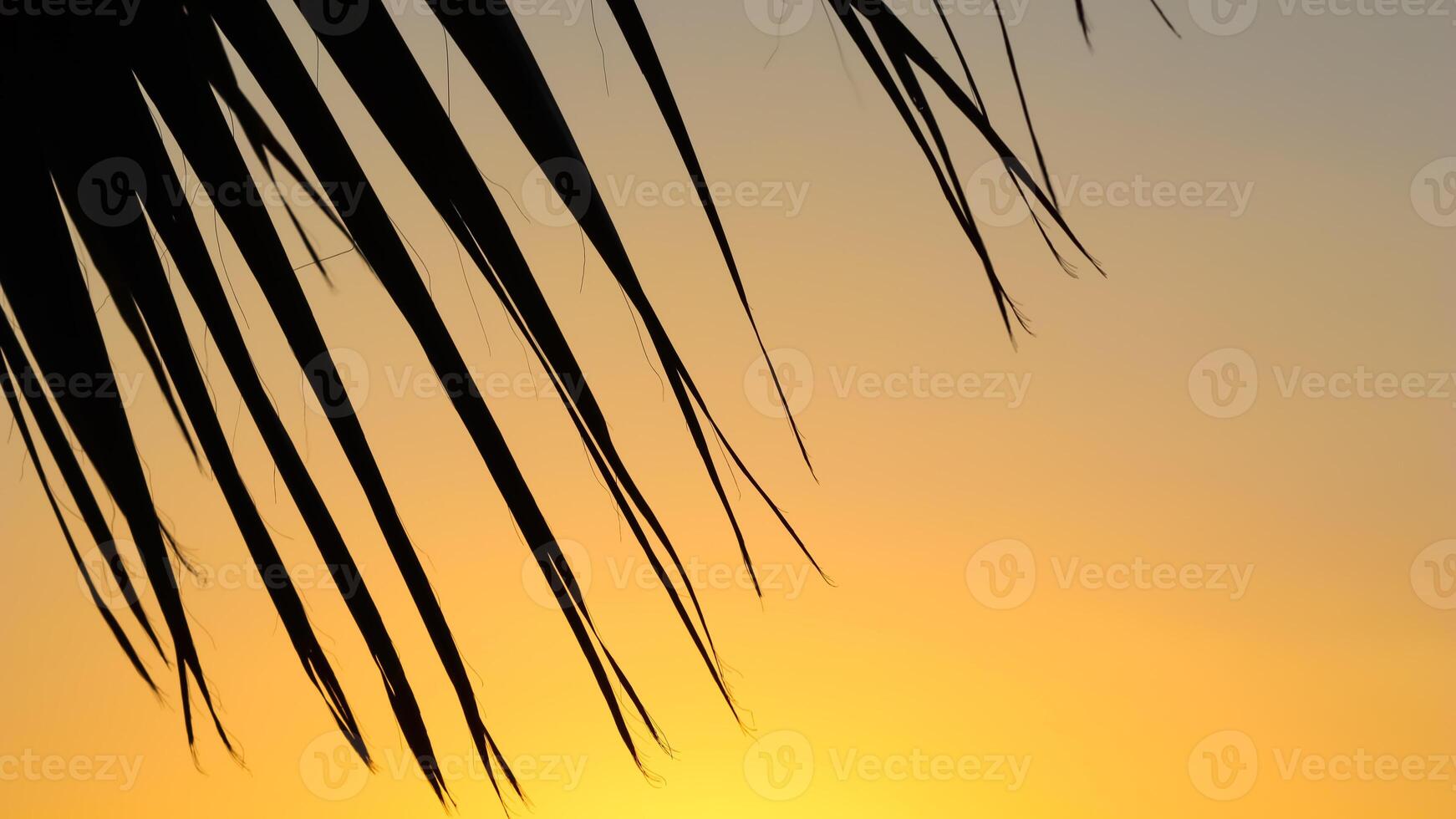Palm leaves on background of beautiful sunset photo