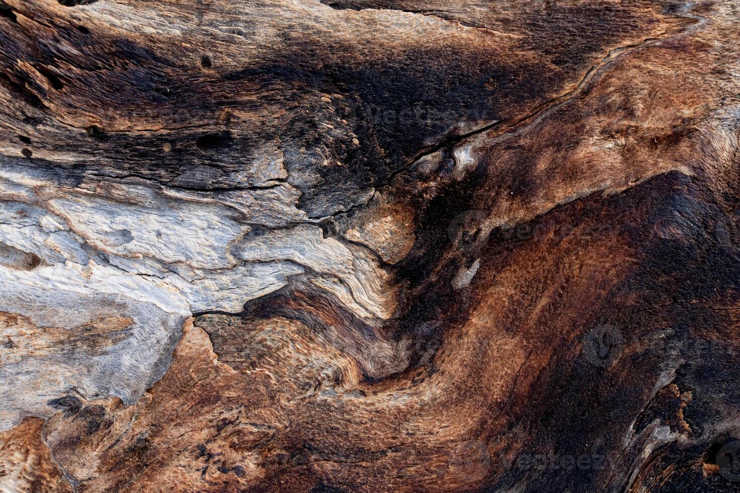 Wood texture with abstract pattern,Close up intricate textured of driftwood with grain and weathering,Top view surface texture of dry wood on a beach photo