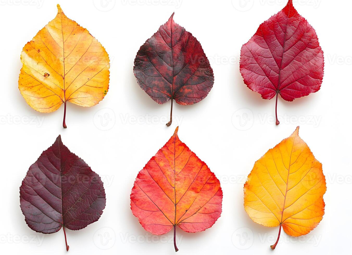 Six Autumn Leaves Displaying Various Shades Of Red Yellow And Brown photo