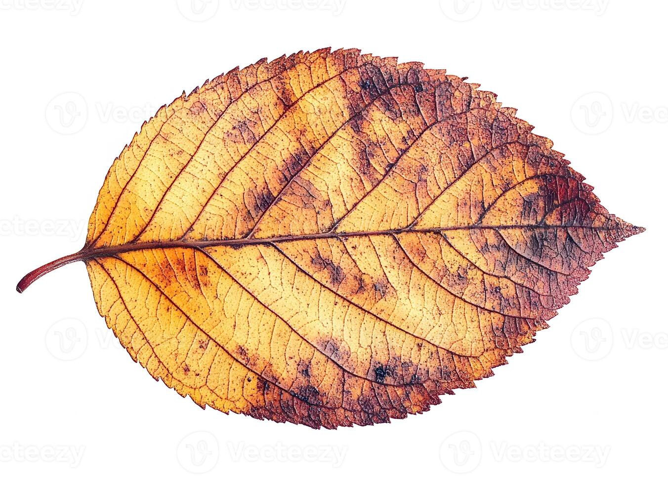 Single Dried Autumn Leaf Isolated On White Background photo