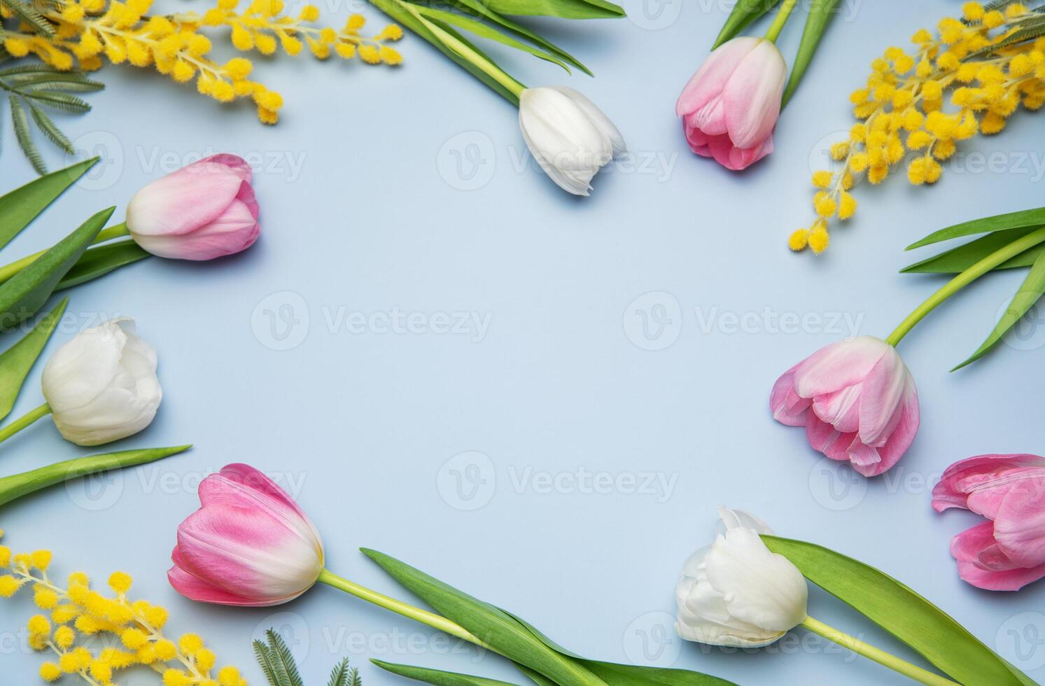 Pink and white tulips and mimosa branches framing light blue background photo