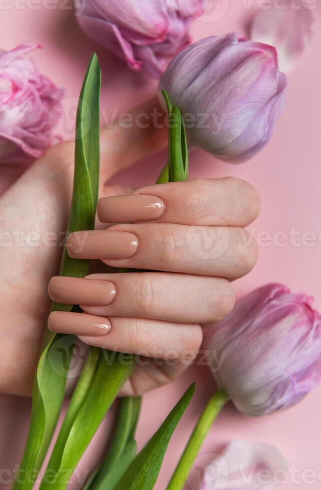 Woman hand with perfect manicure holding tulip flowers on pink background photo