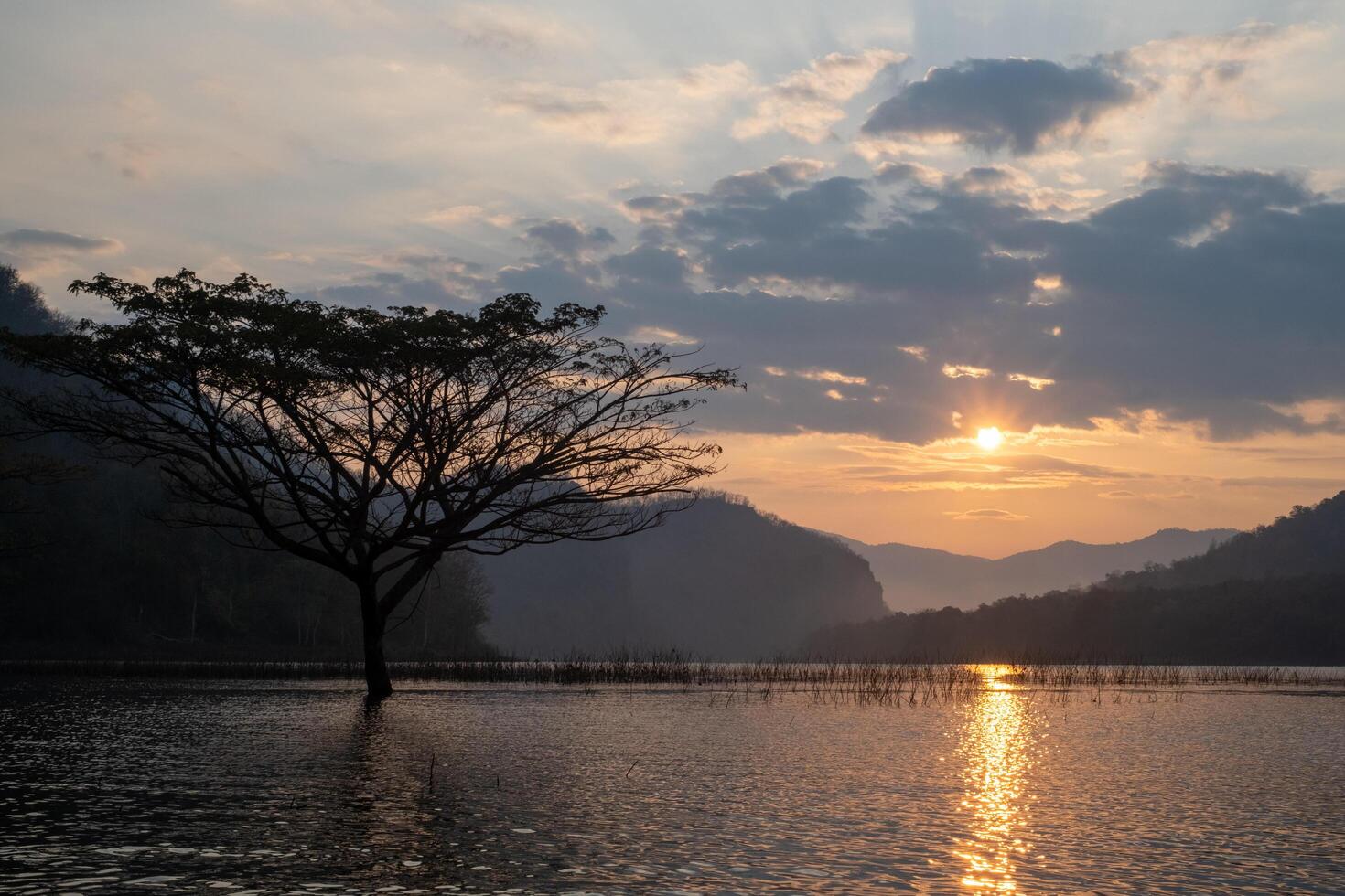 A stunning view of a giant rain tree standing gracefully in the calm waters of Mae Ngat Dam, Phrao District, Chiang Mai 3 photo