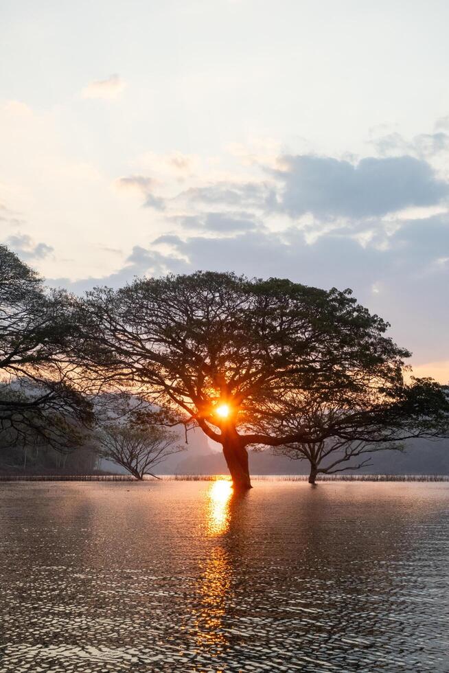 A stunning view of a giant rain tree standing gracefully in the calm waters of Mae Ngat Dam, Phrao District, Chiang Mai 2 photo