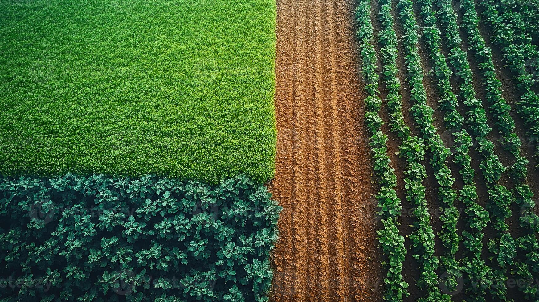 Aerial view of diverse crops in farmland fields photo