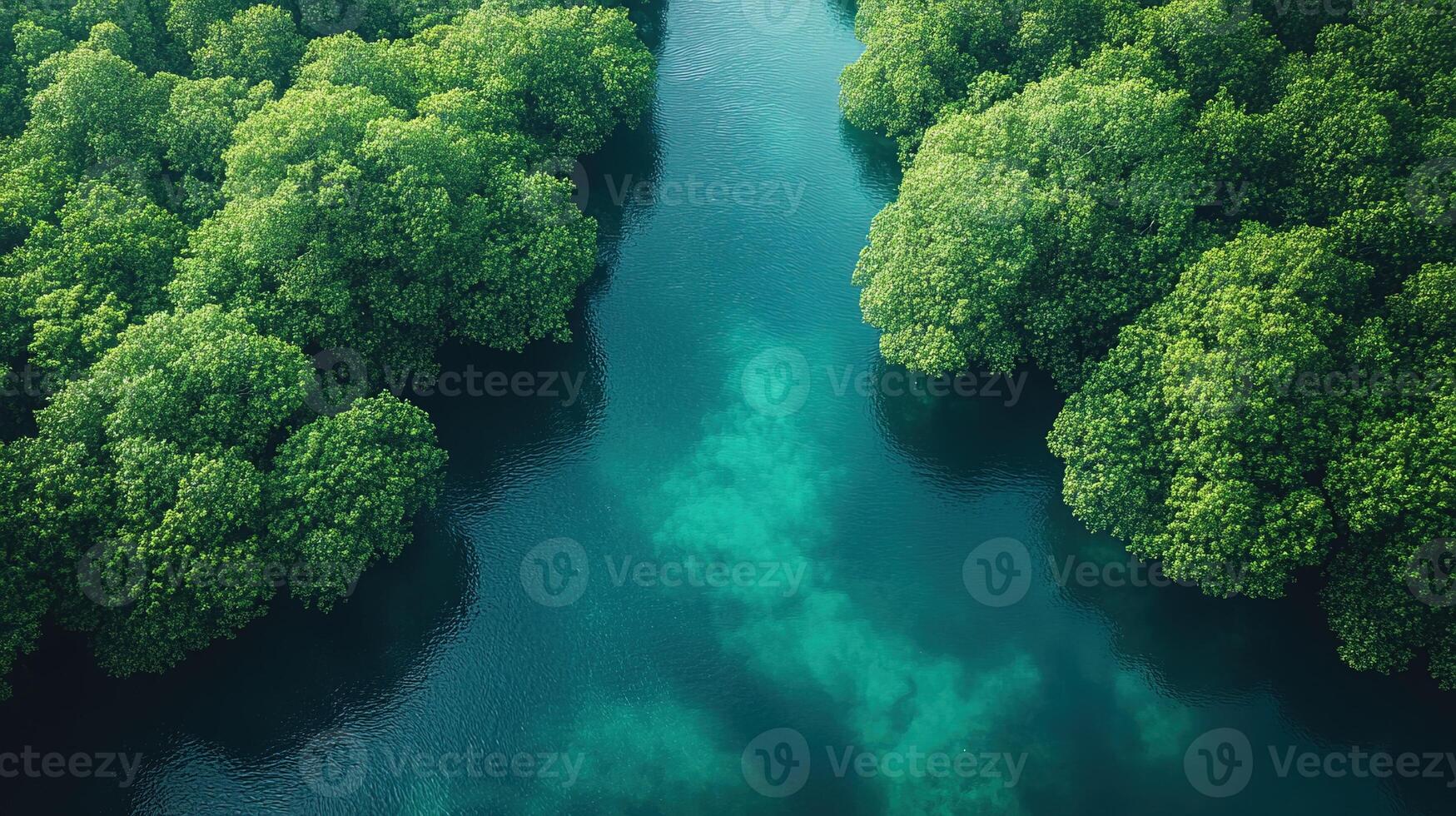 Aerial view of turquoise river flowing through lush green mangrove forest photo