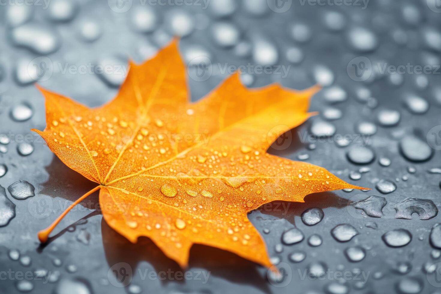 Close-Up of a Brown Maple Leaf Resting on Wet Textured Surface for Nature and Environmental Themes photo