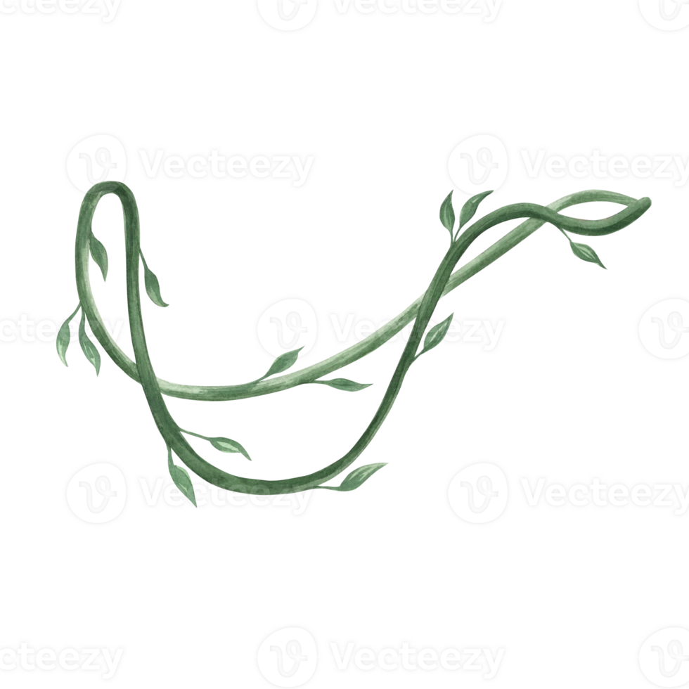 Watercolor tropical liana, vine tropical climbing plant with leaves. Hand drawn greenery lush foliage of jungle. Isolated illustration for summer rainforest designs in realistic botanical style. png