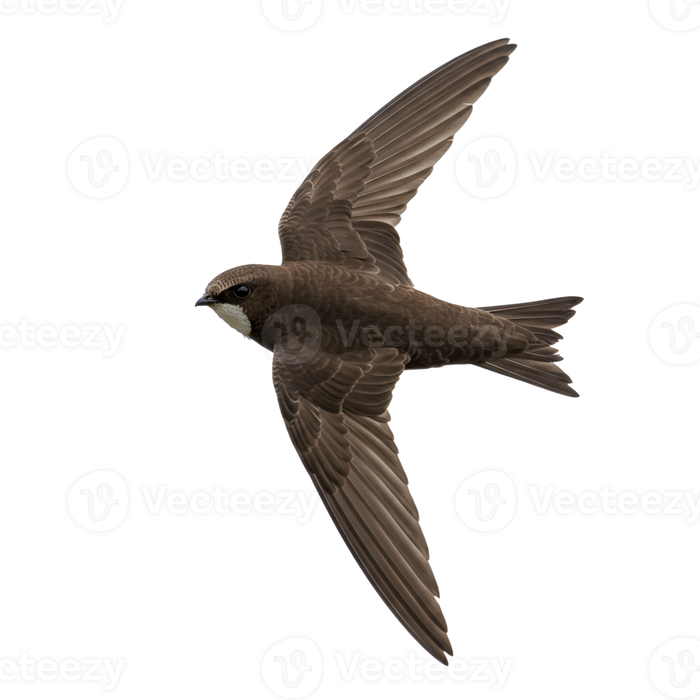 A bird with outstretched wings in flight against a plain colored simple isolation photograph image transparent background png