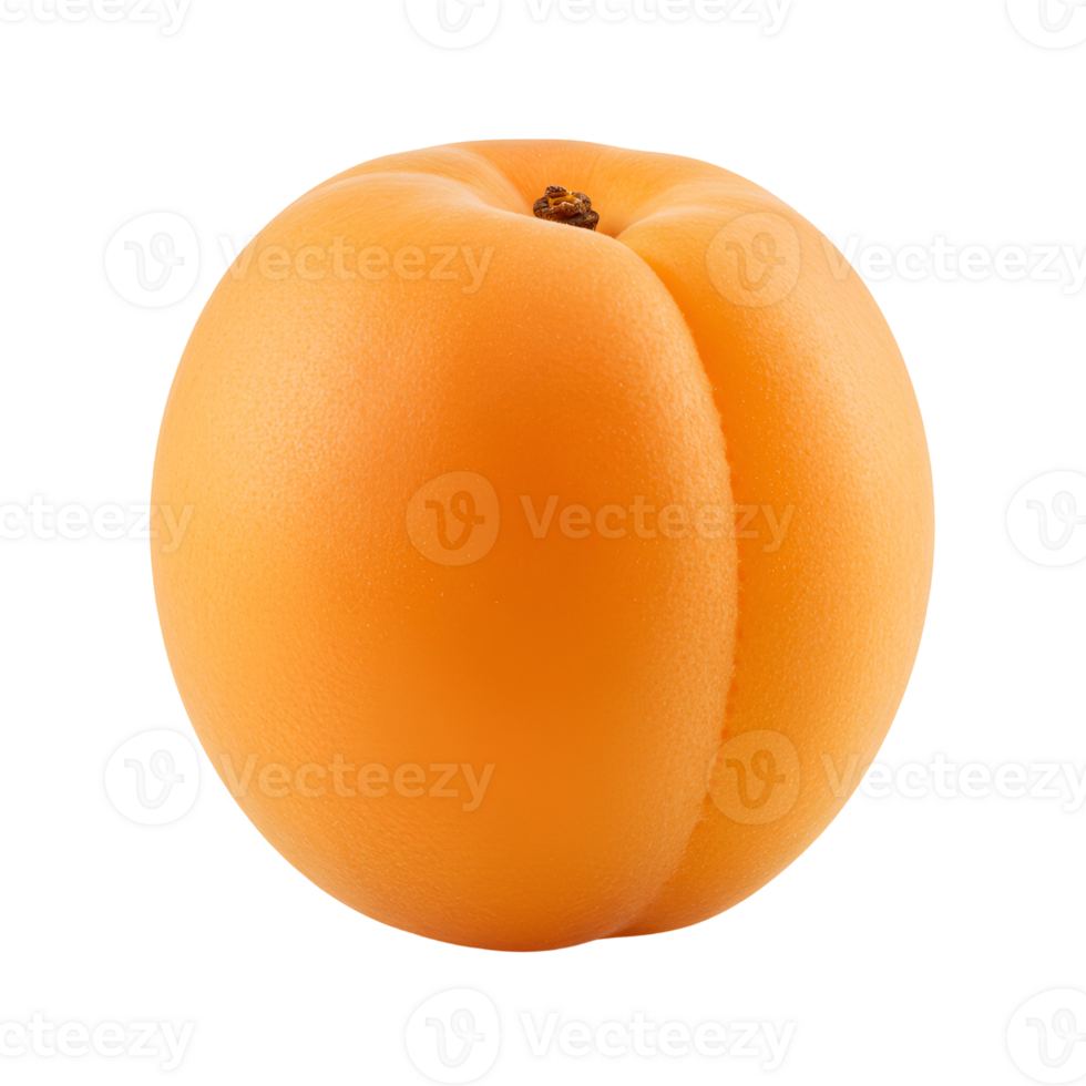 Close up view of a single ripe apricot with a smooth skin and a small stem on a plain setting transparent background png