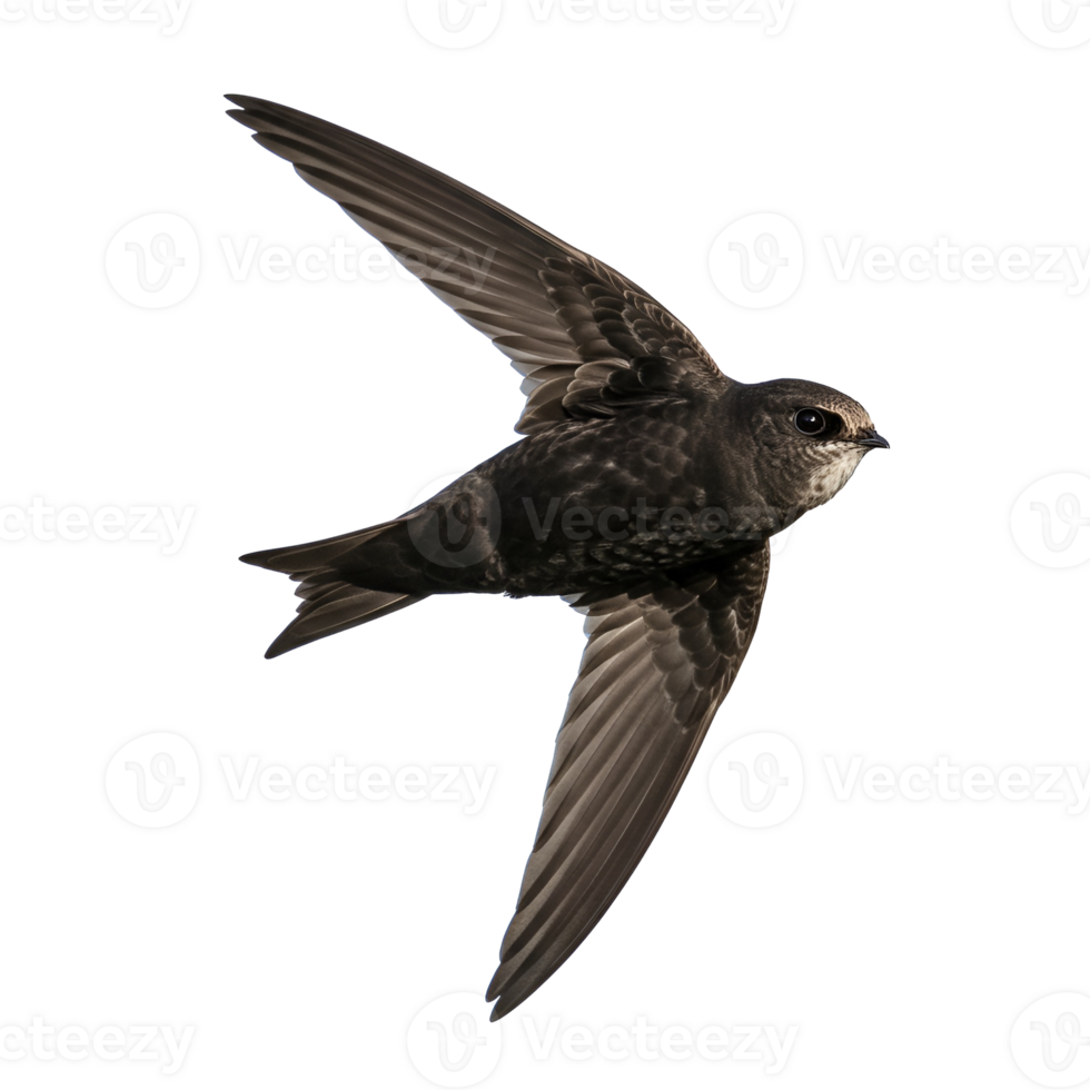 A swift bird with spread wings flying against a plain color, isolated and in sharp focus view transparent background png