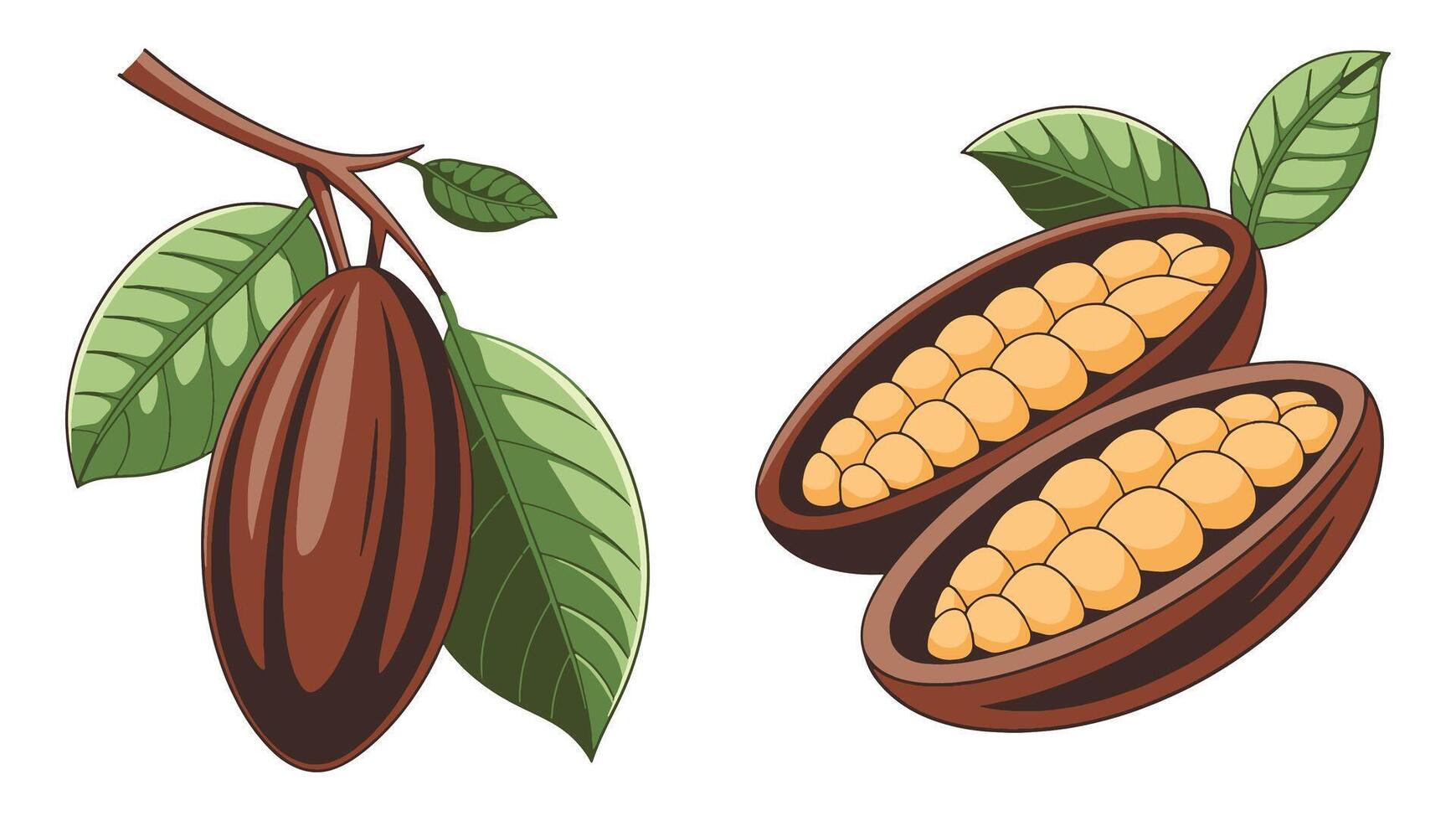 illustration of cacao beans isolated on white background. Ideal for food, chocolate, and natural product designs. vector