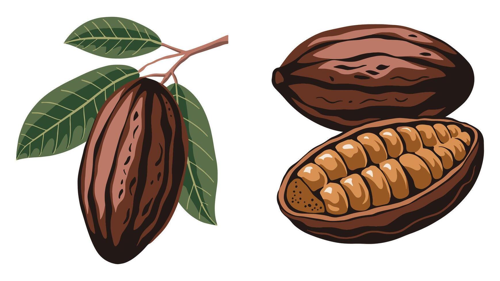 illustration of cacao beans isolated on white background. vector