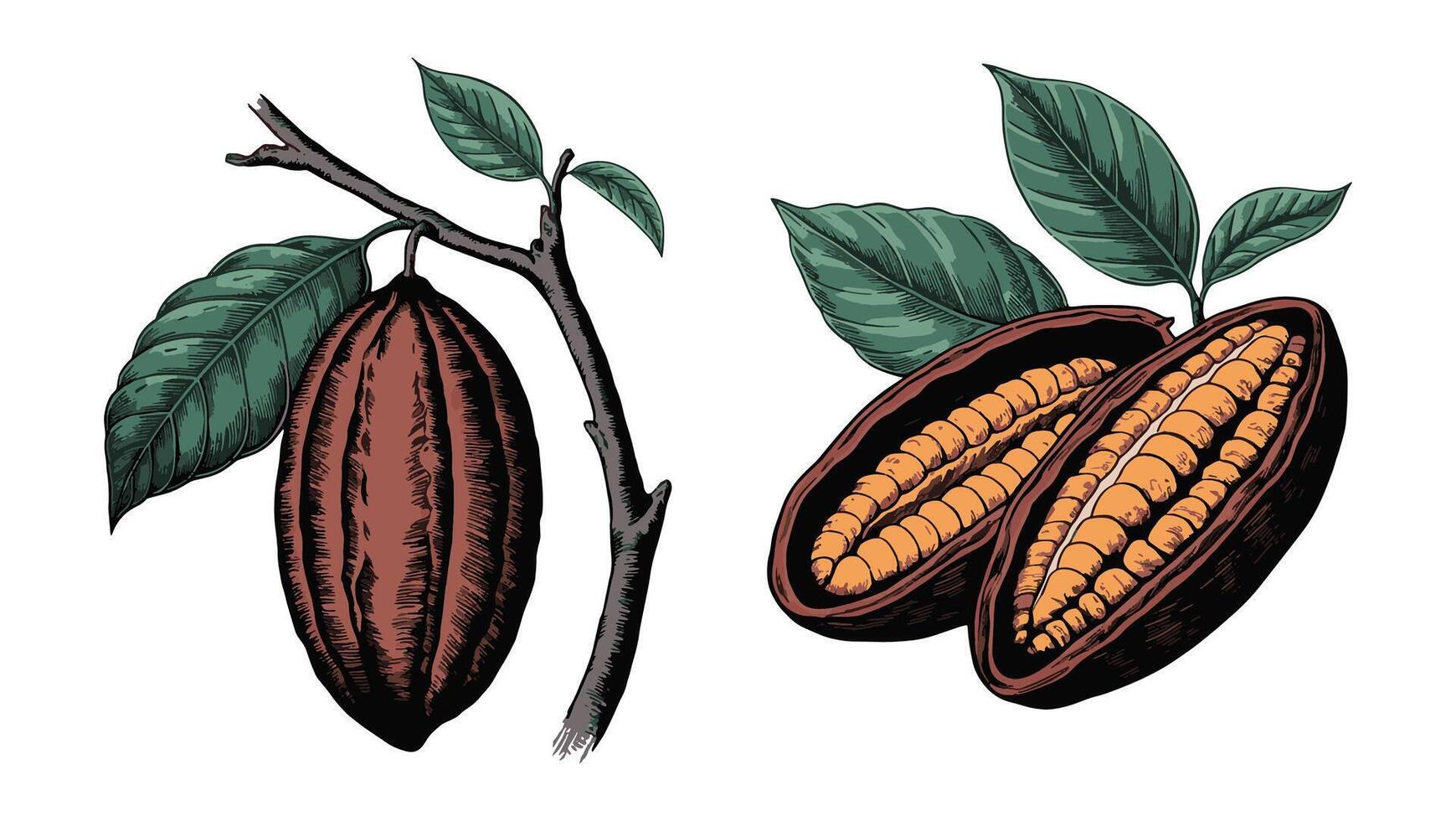 illustration of cacao beans isolated on white background. Ideal for food, chocolate, and natural designs. vector