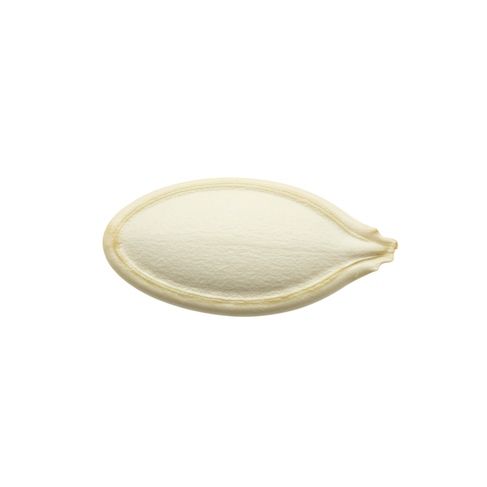 A single pumpkin seed isolated against a plain backdrop in a centered close up shot of the seed transparent background png