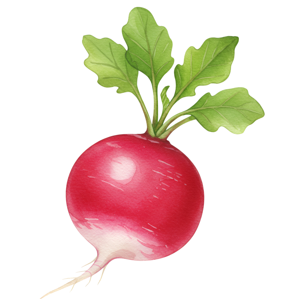 Illustration of a red radish with green leaves isolated on a plain color illuminated space transparent background png
