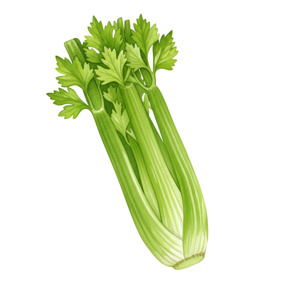 A vibrant illustration showcasing a fresh bunch of celery with detailed leaves and stalks isolated transparent background png