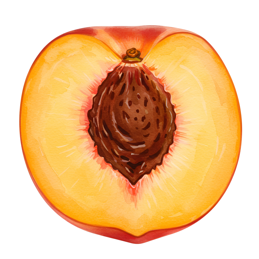 A close up view of a halved peach showing the pit and the yellow and red flesh of the fruit inside transparent background png