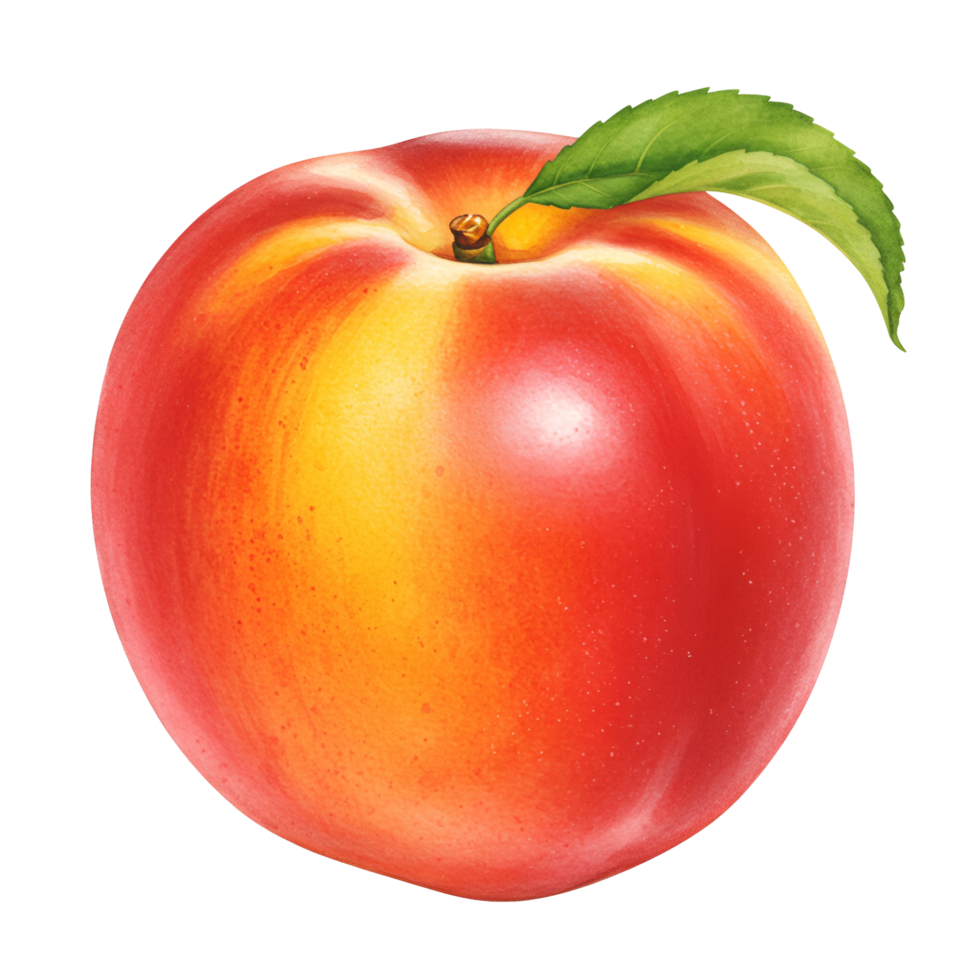 A single peach with a leaf attached to the stem on a plain background in a studio shot view transparent background png