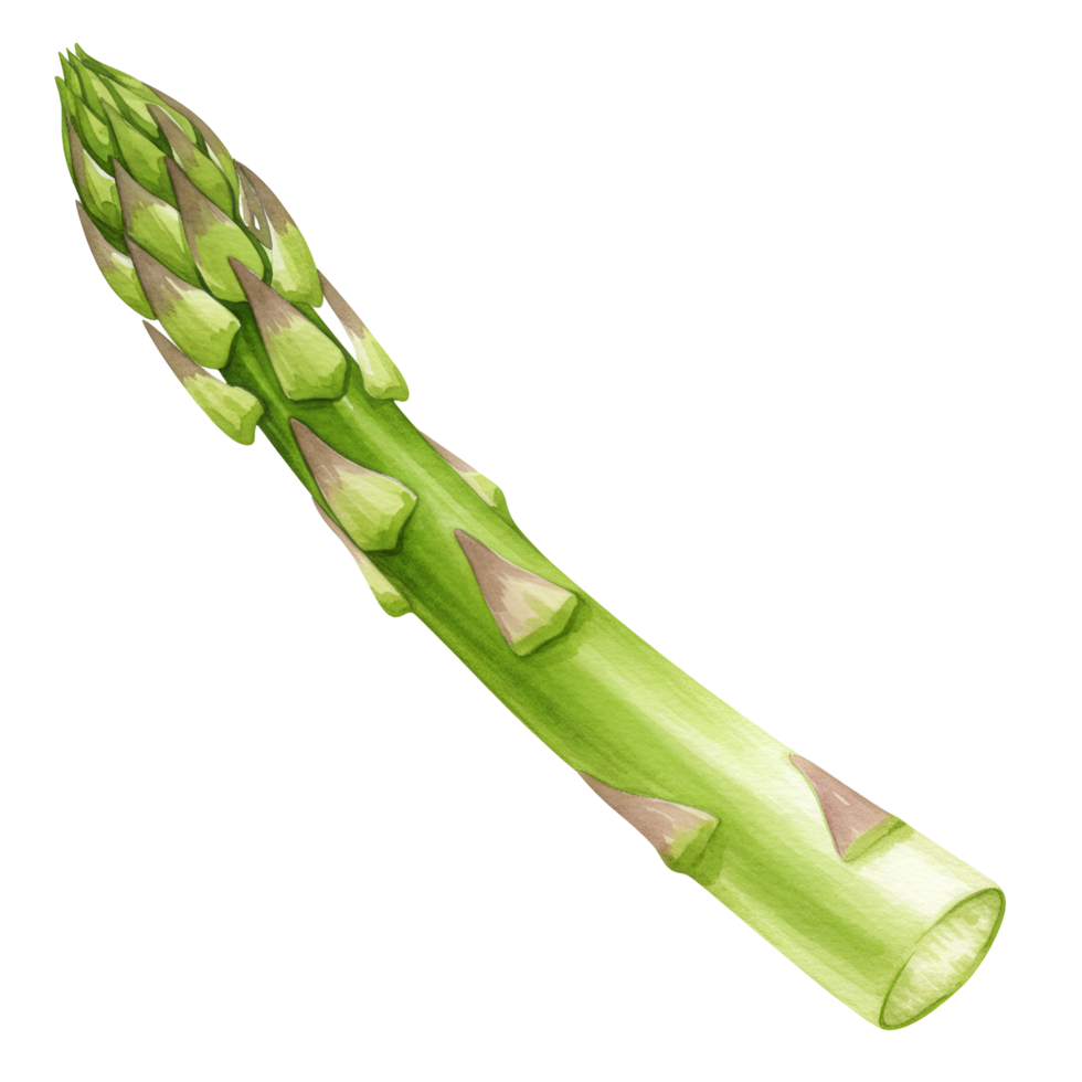 A single spear of green asparagus with a textured surface on a plain color isolated setting view transparent background png