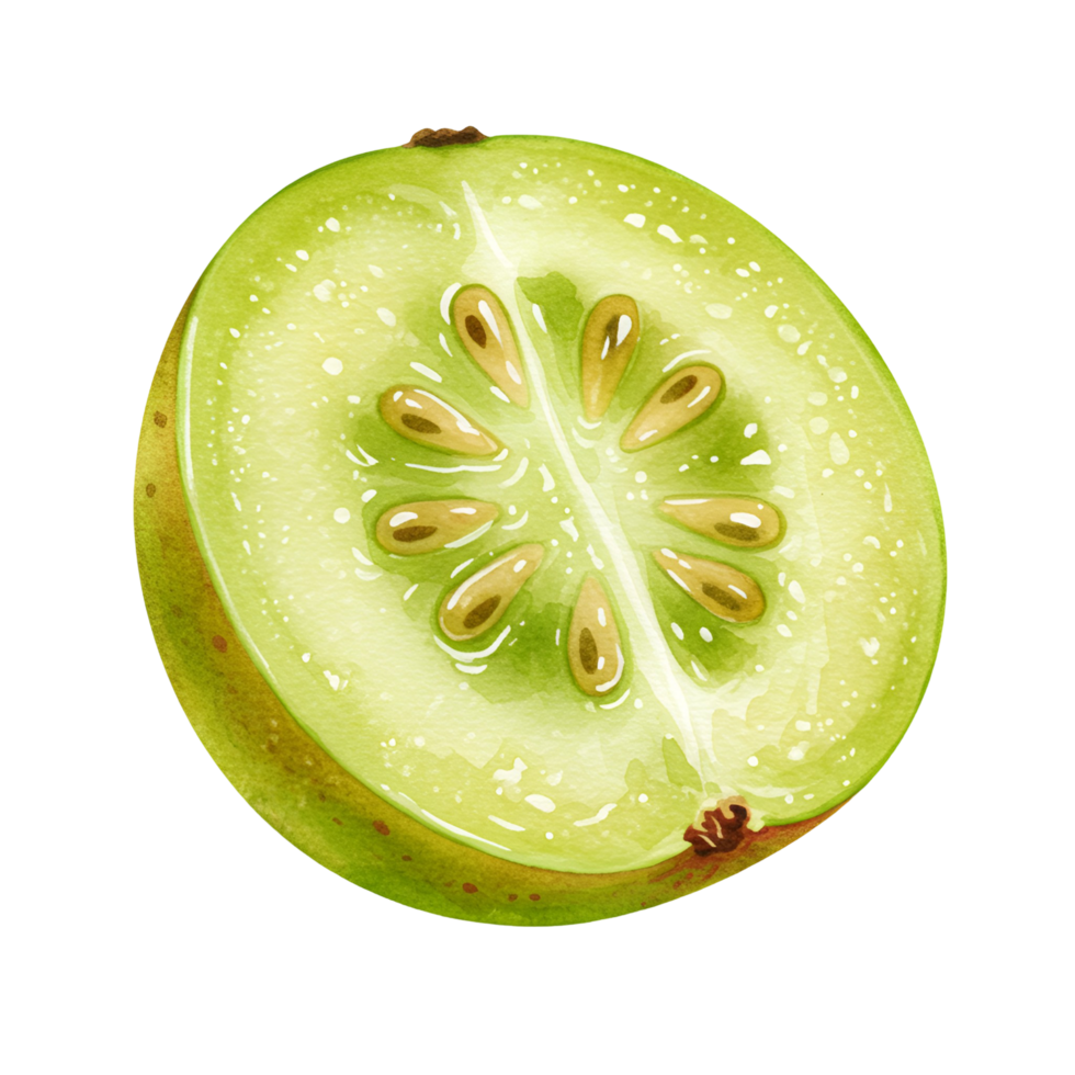 A watercolor illustration of a sliced gooseberry showing the seeds on a plain background space transparent background png