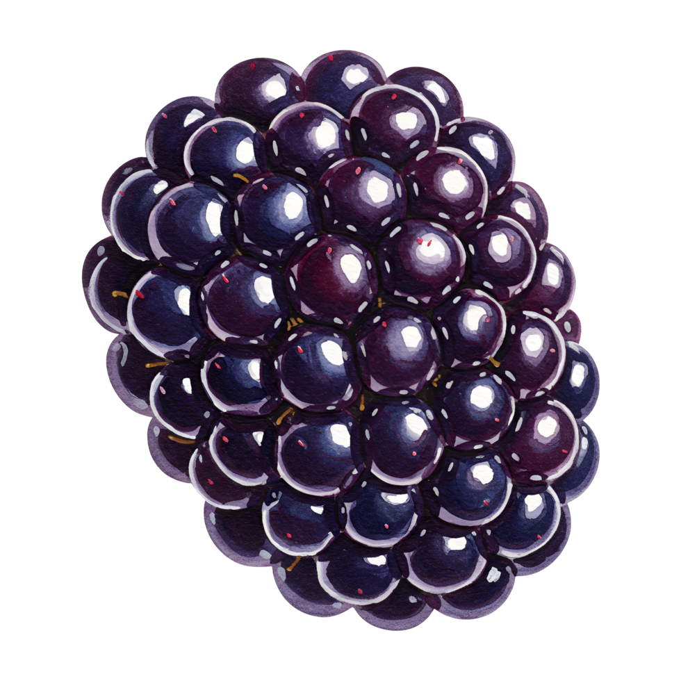 A detailed close up view of a ripe blackberry against a plain solid color isolated canvas art piece transparent background png