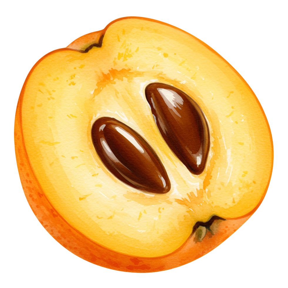 A halved sapodilla fruit showing the flesh and seeds on a plain isolated background illustration transparent background png