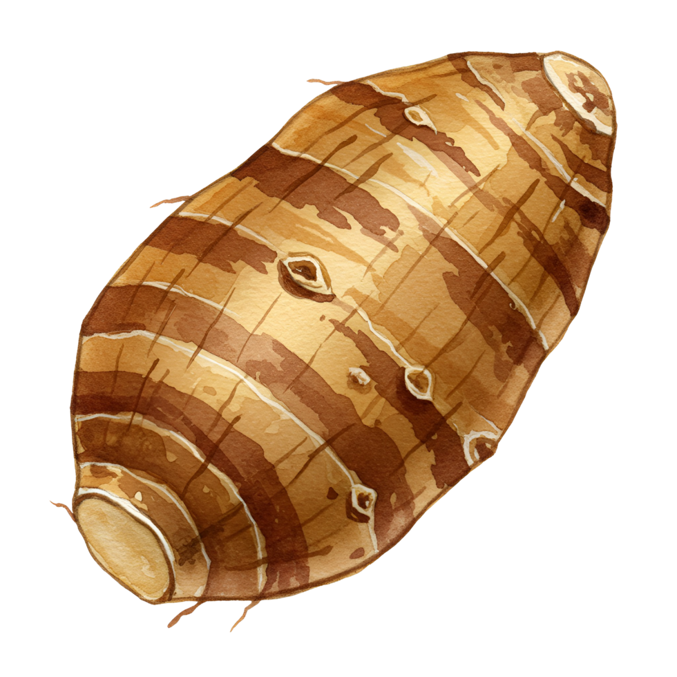 Illustration of a taro root vegetable with stripes and small rootlets on a plain background transparent background png