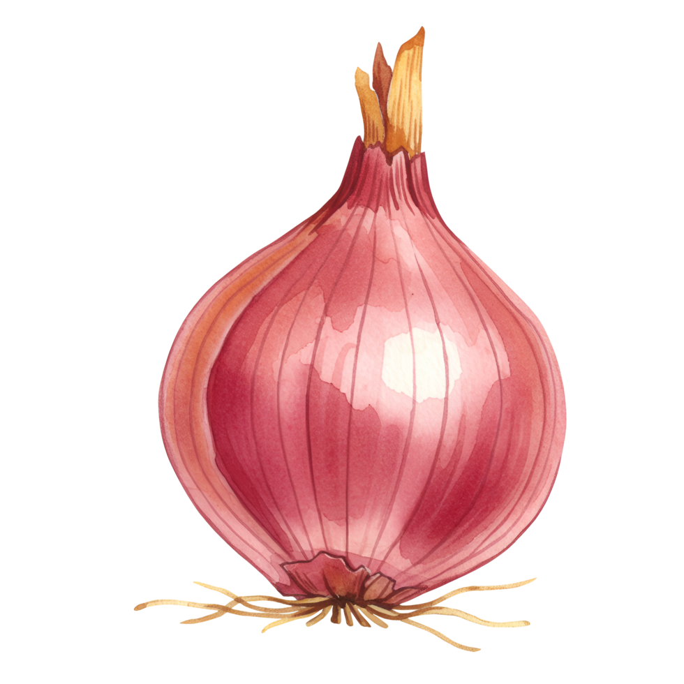 Watercolor painting of a red onion with roots and stem on a plain isolated canvas image design art transparent background png