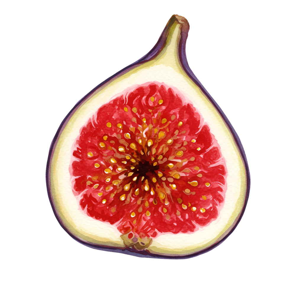 A watercolor illustration of a halved fig showing its vibrant red interior and yellow seeds on a plain color transparent background png