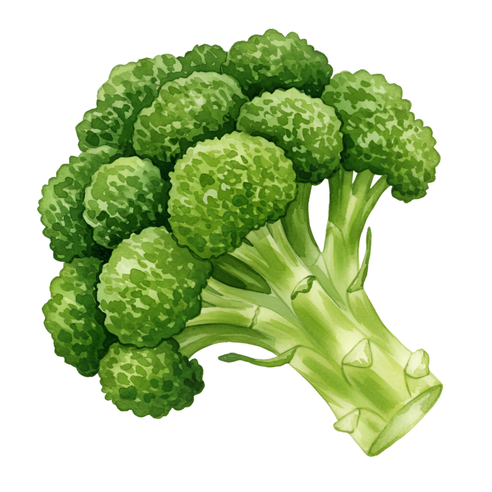 A watercolor illustration of a vibrant green broccoli floret on a plain background art piece image transparent background png