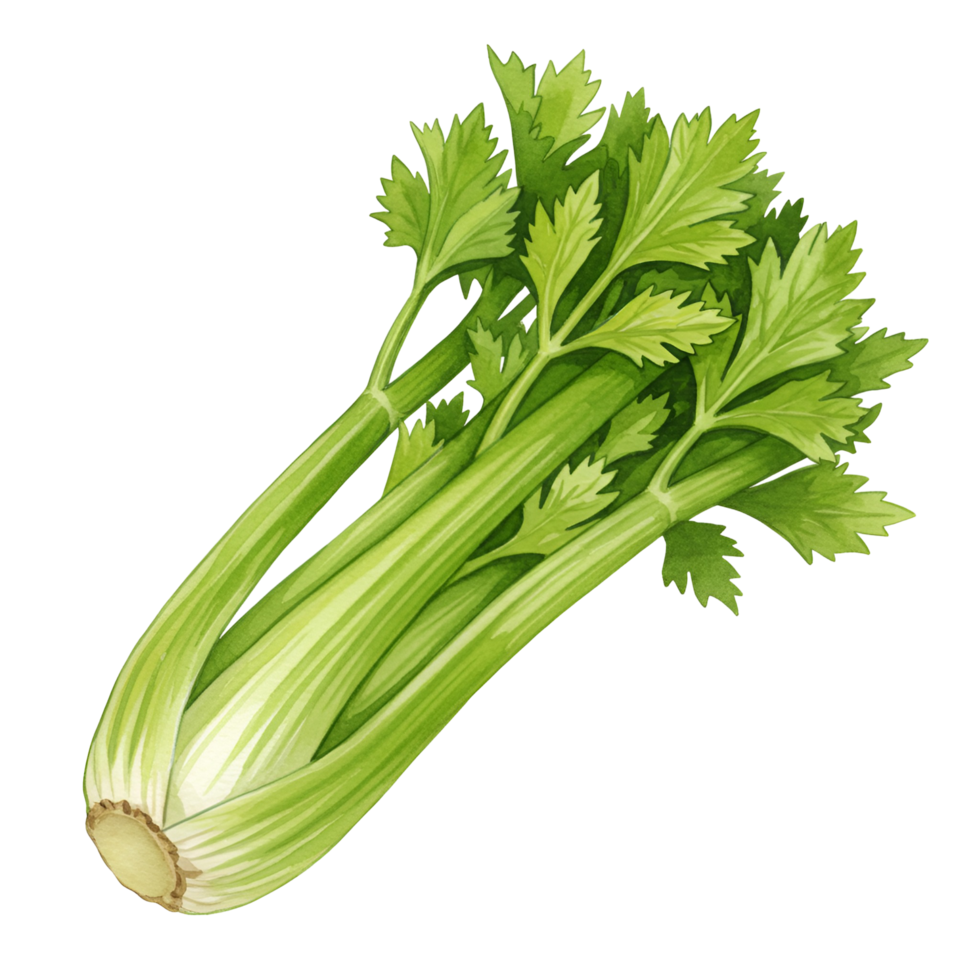 Isolated image showcasing a bunch of fresh celery with vibrant green stalks and leaves on plain backdrop transparent background png