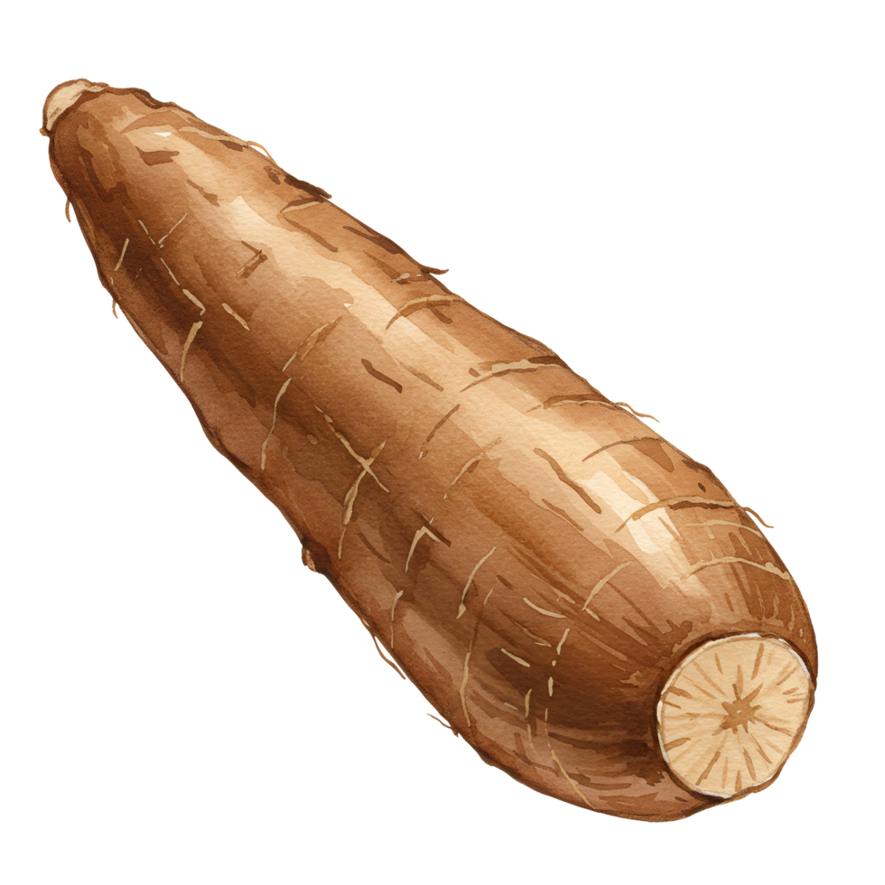 A single cassava root with a textured surface and a light brown color on a plain background view transparent background png