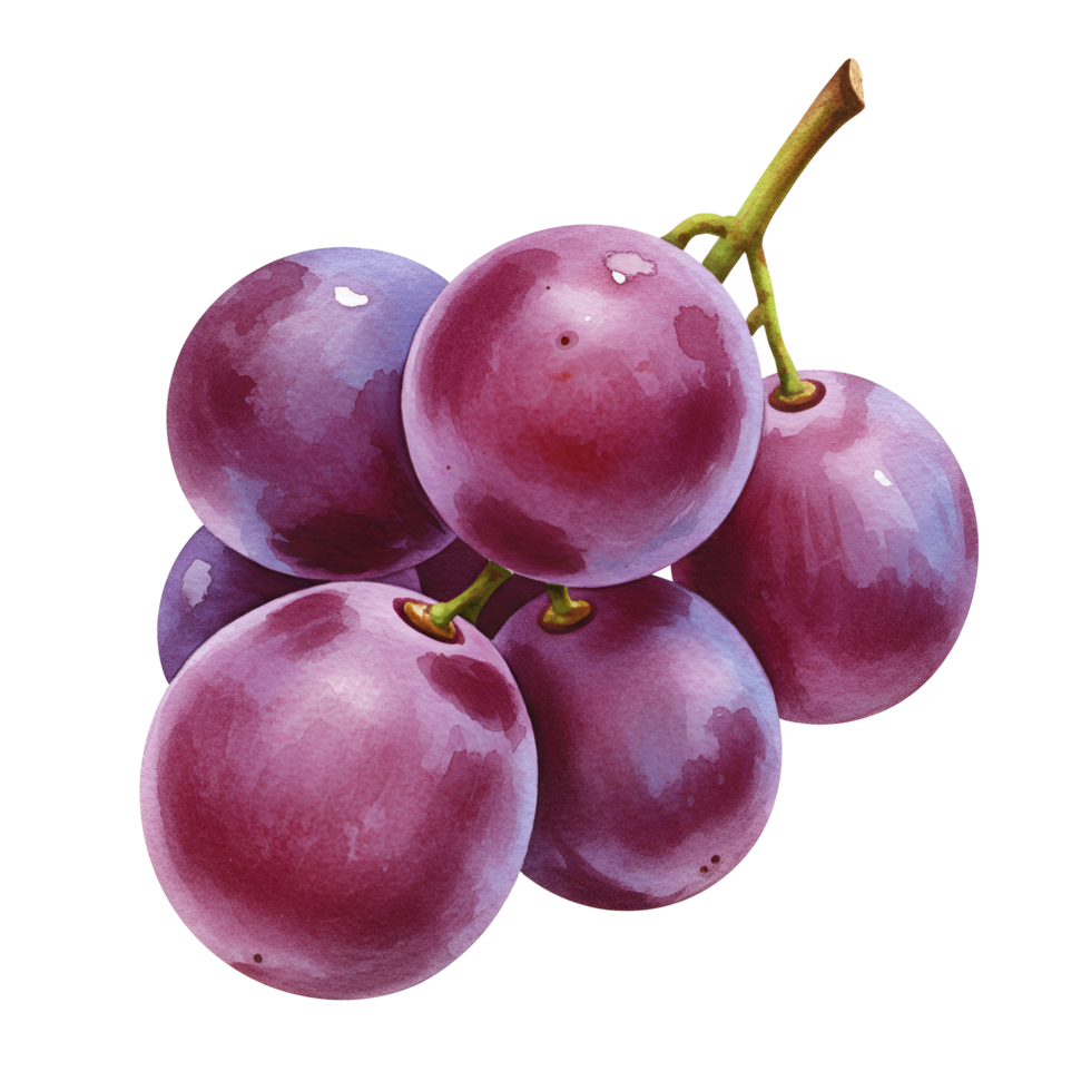 A cluster of ripe red grapes hanging from a stem isolated against a plain setting artwork style transparent background png