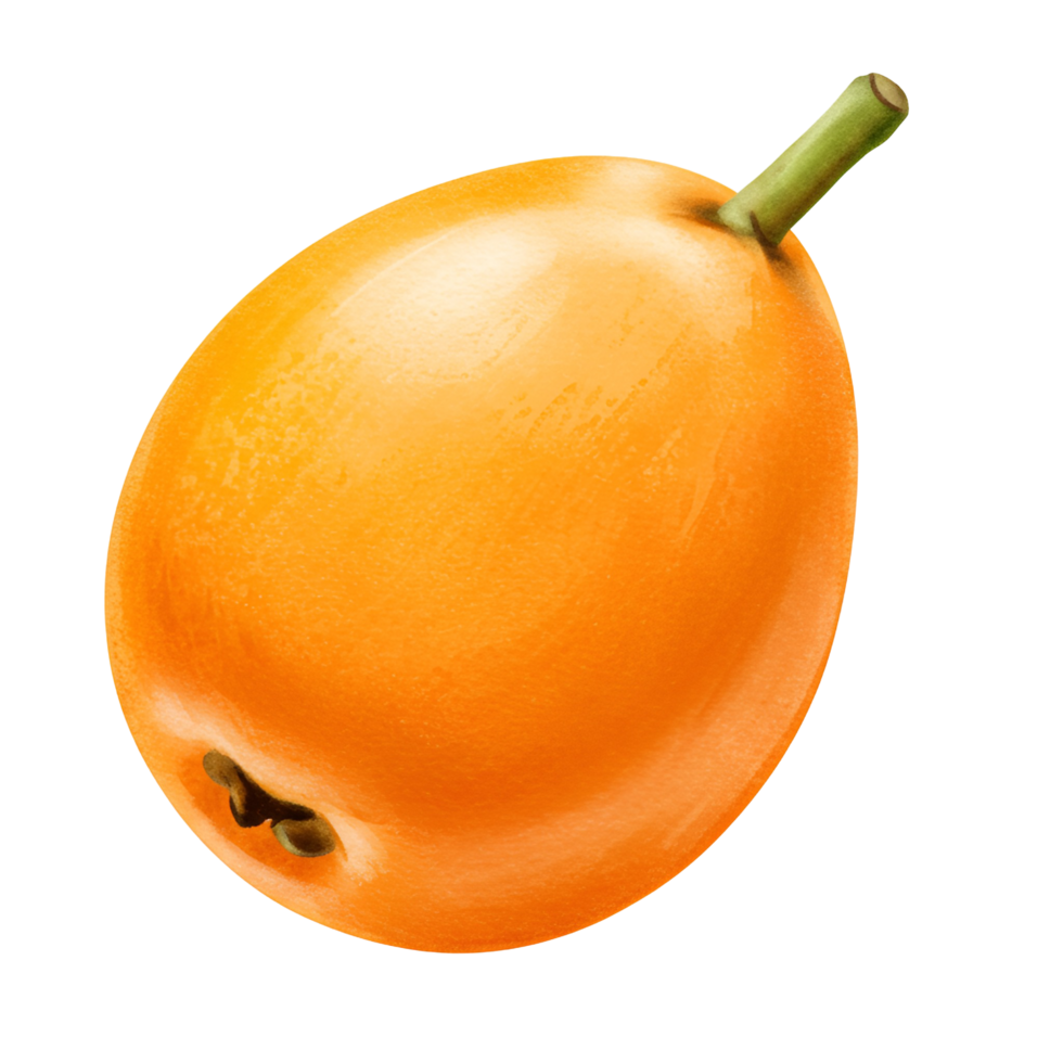 A single loquat fruit with a stem attached, presented against a plain and simple background scene view transparent background png