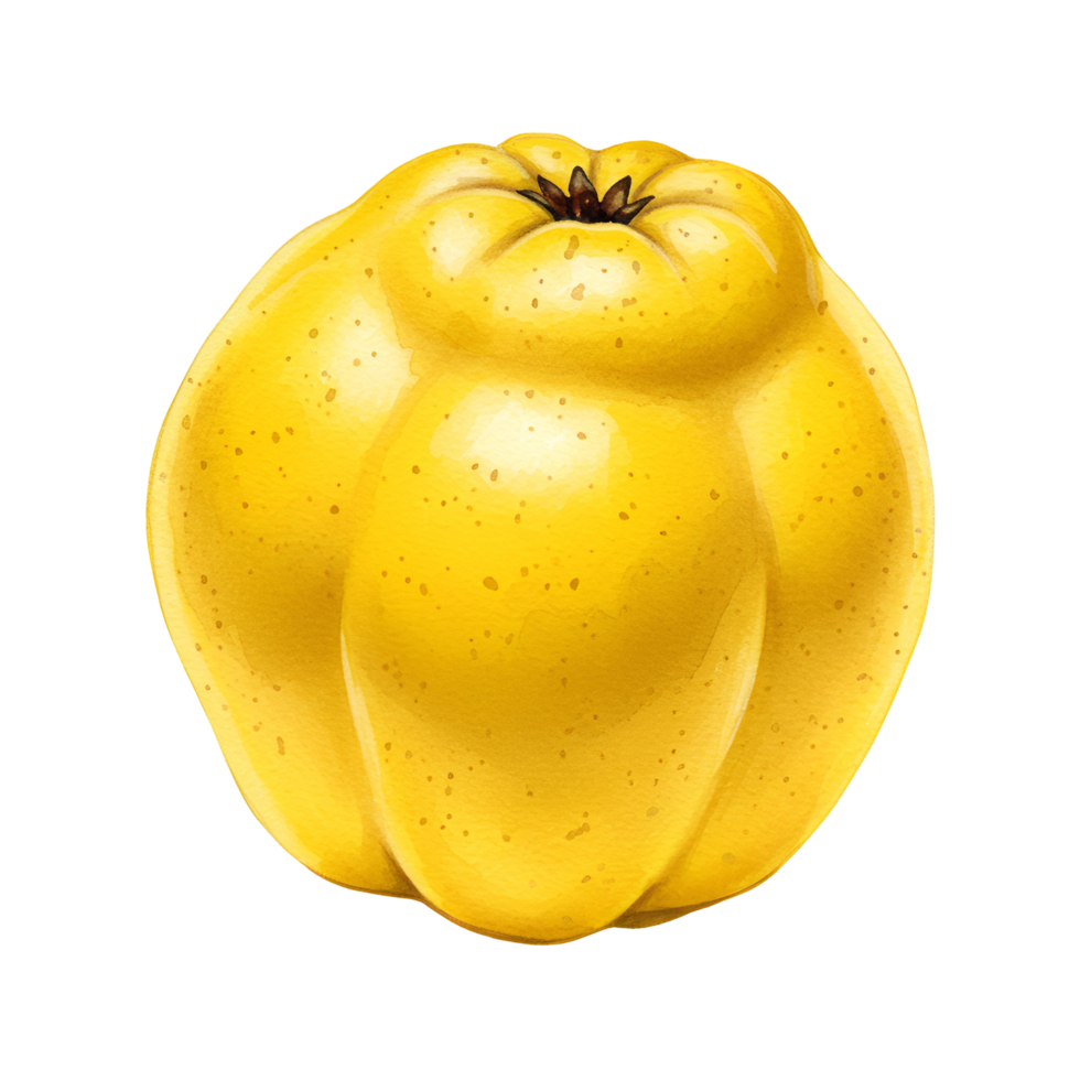 A single quince fruit with a bright yellow color and a textured surface on a plain surrounding area transparent background png
