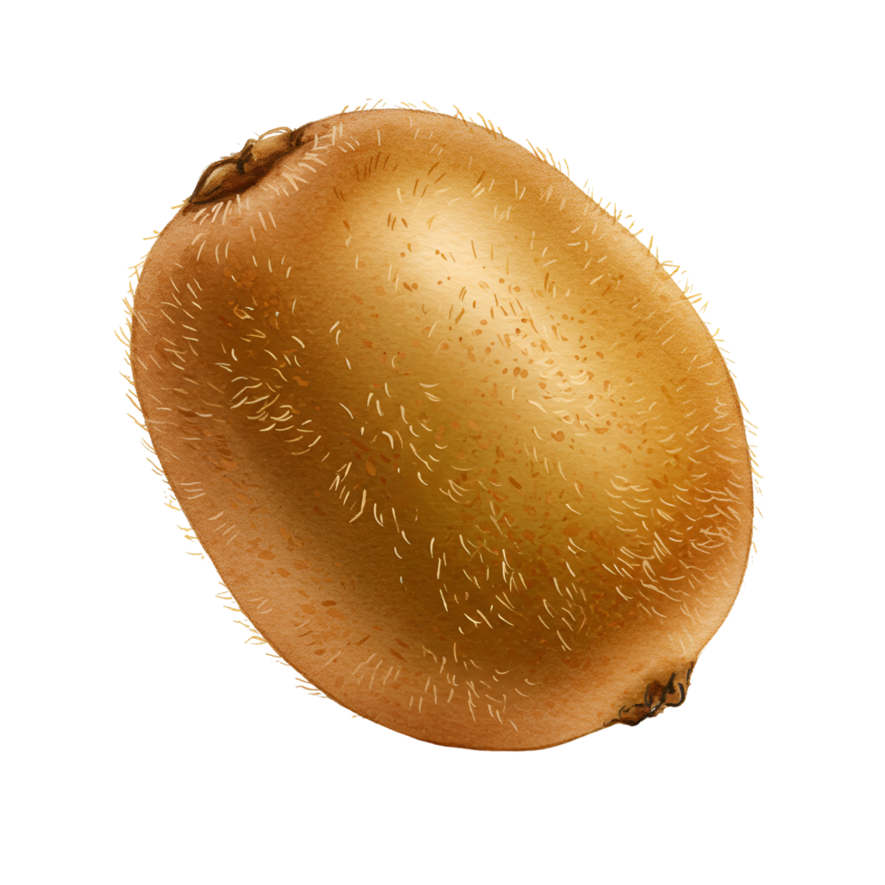 A close up view of a golden kiwi fruit with a fuzzy skin isolated on a plain area around it transparent background png