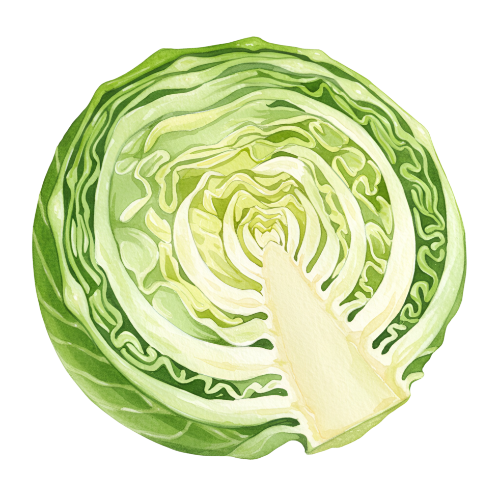 A watercolor illustration of a halved cabbage showing the layers and inner core of the vegetable transparent background png
